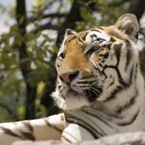 Excursión a Africam Safari Saliendo De Veracruz, Cardel y Xalapa