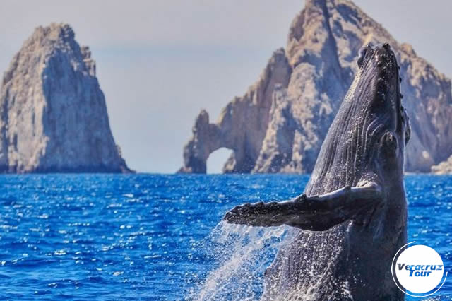 Avistamiento De Ballenas En Los Cabos