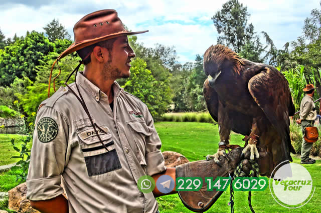 Excursión a Africam Safari Saliendo De Veracruz, Cardel y Xalapa